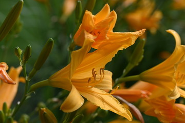 Hemerocallis stella de Oro - Taglilie