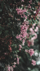Fototapeta premium flowers in the garden