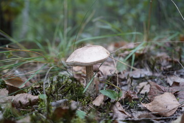 Mushroom in the forest. Mushroom flywheel