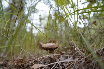 Naklejka na ściany i meble Mushroom in the forest. Mushroom flywheel