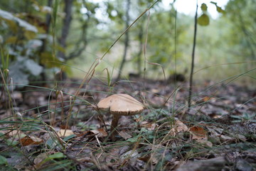 Mushroom in the forest. Mushroom flywheel
