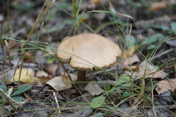 Mushroom in the forest. Mushroom flywheel