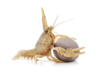 White cancer with claws.