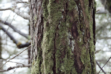 Fototapeta premium tree background