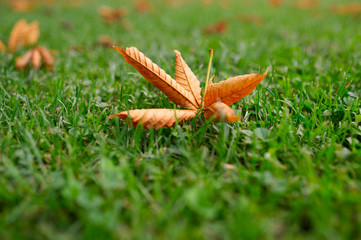 Blatt im grünen Gras im Herbst