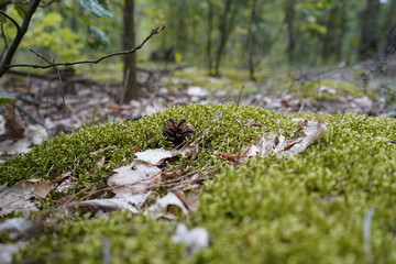 Moss in the forest. A bump lies on a forest moss.