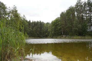 Beautiful forest lake. The lake among the forest and pines.