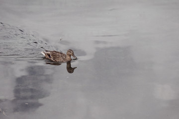 DuckDuck