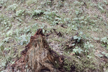 death wood