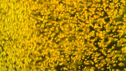 Drops of water on a glass of beer. Background, Texture