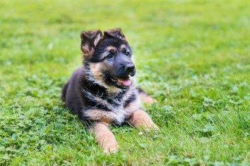 German Shepherd puppy resting in grass.