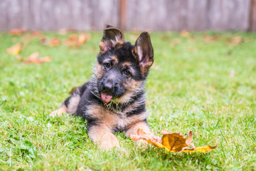 German Shepherd puppy with tongue out.