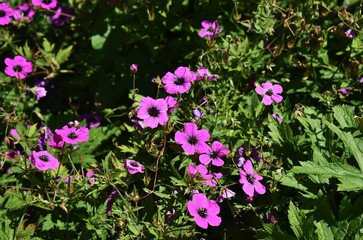 Geranium Himalayense 'Patricia' beautiful flowers in the garden.