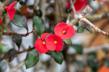 Close-up of nice red blossom on Seychelles island Mahé