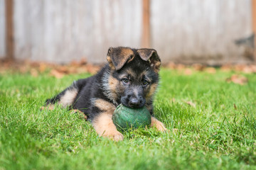 German Shepherd puppy with big green ball.