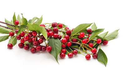 Cherries on a branch.