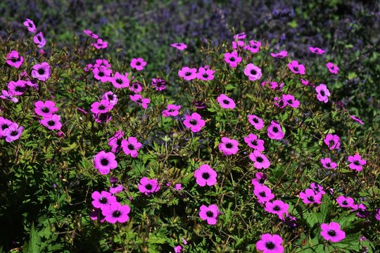 Geranium Himalayense 'Patricia' beautiful flowers in the garden.