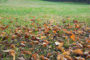 View from the bottom of the lawn with fallen autumn leaves