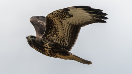 Mäusebussard