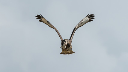 Mäusebussard