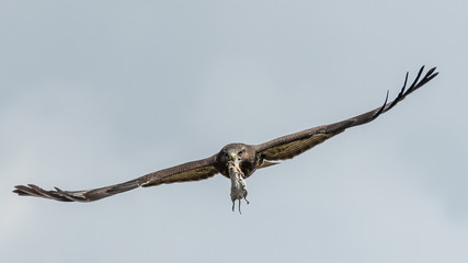 Mäusebussard