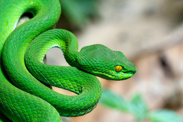 Close up Large-eyed Green Pit viper (Trimeresurus macrops) the endemic specie of Southeast Asia