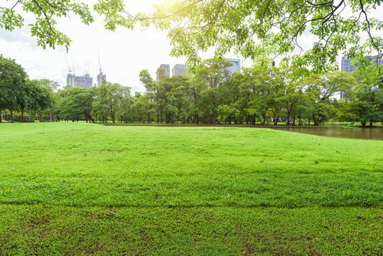 Beautiful landscape in park with tree and green grass field at morning.