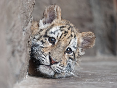Portrait of manchurian tiger cub lying and looking unhappy. - Powered by Adobe