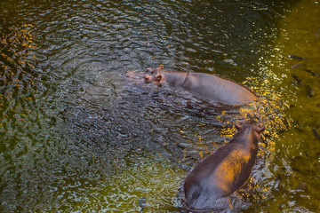 Fototapeta premium Hippo swims in the pond