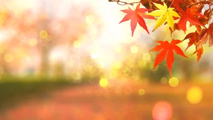 Poster webbannerontwerp voor herfstseizoen en eindejaarsactiviteit met rode en gele bladeren met zacht focuslicht en bokeh-achtergrond © tickcharoen04