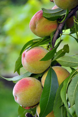On the tree branch ripe peach fruits