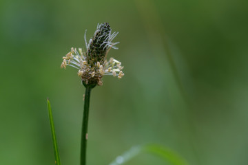 blossom of ribwort plantain (Plantago lanceolata), the plant is used in herbal tea as cough...