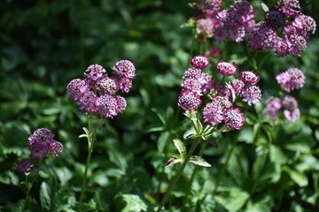 Astrantia Major, common name Great Masterwort, is a species of flowering plant in the family Apiaceae. © beres