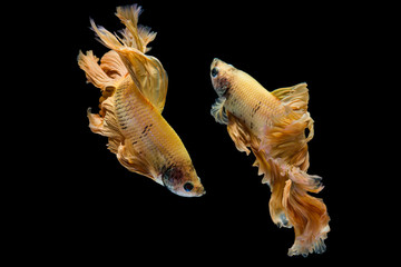 Fototapeta na wymiar Yellow gold betta fish, siamese fighting fish on black background