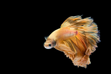 Yellow gold betta fish, siamese fighting fish on black background