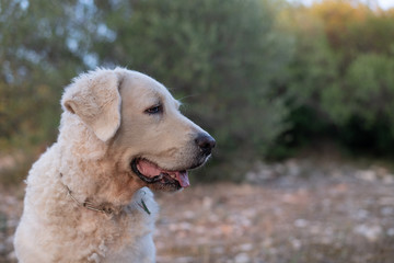Portrait of a Kuvasz dog looking happy, in the Corsican maquis
