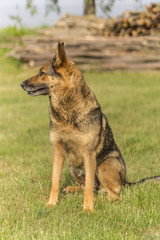 Deutscher Schäferhund