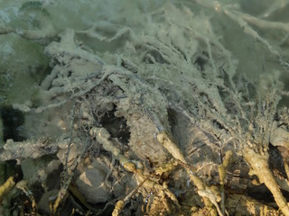 Roots in the water - Nature - Trees - Nutrient