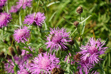 Wildflowers. Pink cornflower and bees collecting pollen.