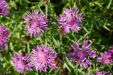 Wildflowers. Pink cornflower and bees collecting pollen.