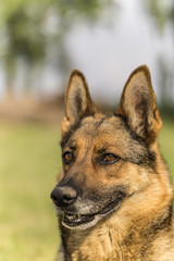 Deutscher Schäferhund