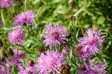 Wildflowers. Pink cornflower and bees collecting pollen.