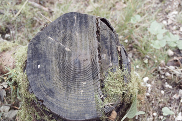 chopped tree