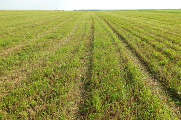 Summer. Beveled yellow wheat field. The beveled rye field. Field after harvest