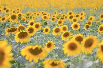 field with sunflowers