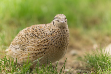 Wachtel im Gras