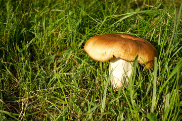 boletus mushroom in the moss