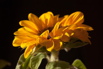 Sunflower-Helianthus annuus in a big plan