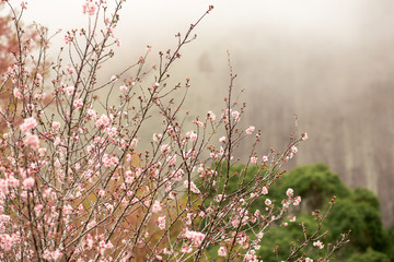 flowering cherry grove in winter