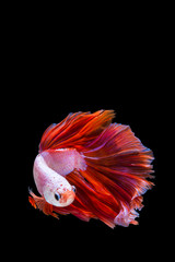 Obraz premium Pink and red betta fish, siamese fighting fish on black background